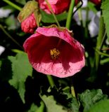 Abutilon × hybridum