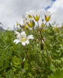 Cerastium purpurascens. Верхушка цветущего растения. Адыгея, Кавказский биосферный заповедник, гора Гузерипль, ≈ 2100 м н.у.м., субальпийский луг. 28.06.2023.