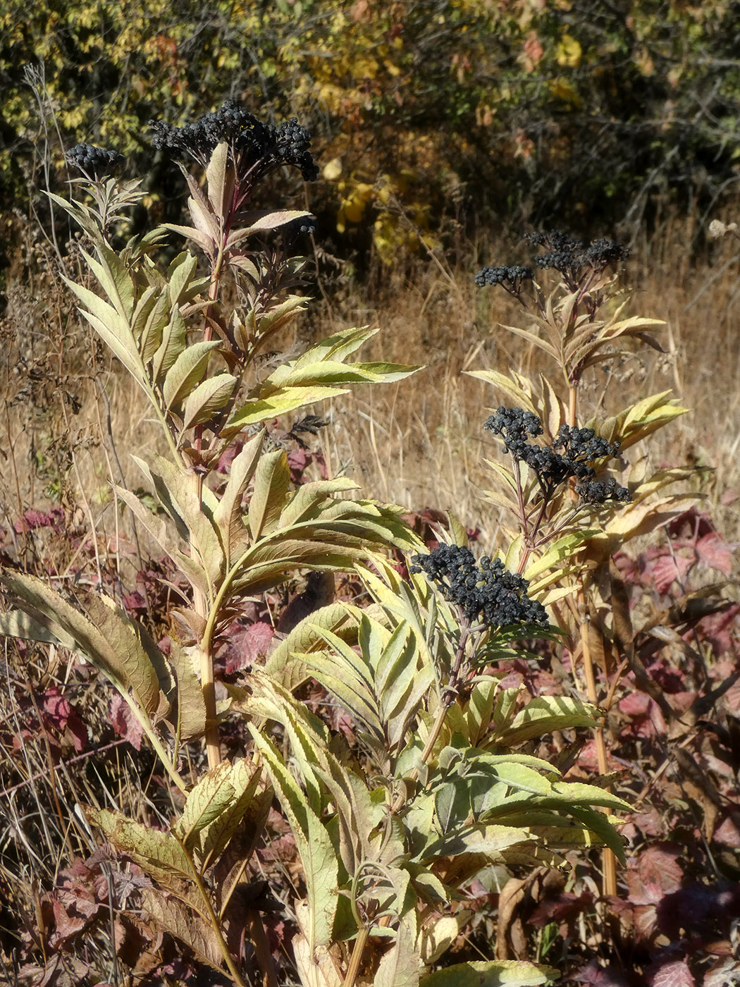 Изображение особи Sambucus ebulus.