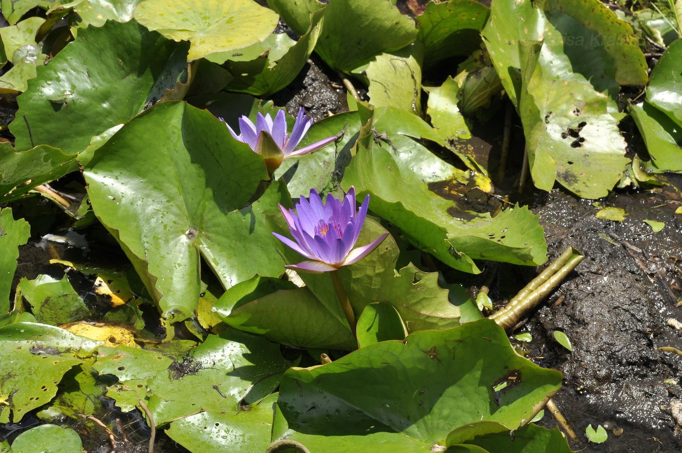 Изображение особи Nymphaea nouchali var. caerulea.