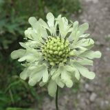 Cephalaria gigantea. Соцветие. Карачаево-Черкесия, Зеленчукский р-н, долина р. Аксаут, окр. аула Красный Карачай. 12.08.2011.