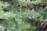 Tanacetum turlanicum. Листья. Южный Казахстан, Верхний Боролдай, ущ. Карасай, восточный гребень. 30.06.2011.
