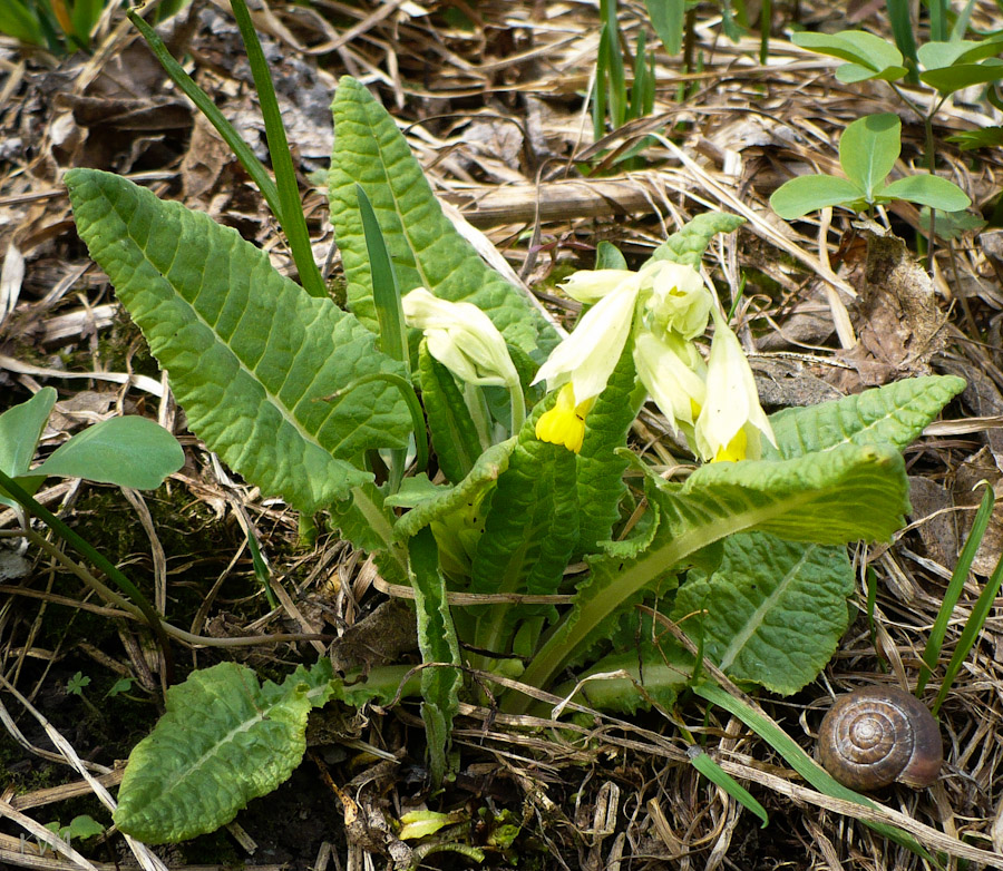 Изображение особи Primula macrocalyx.