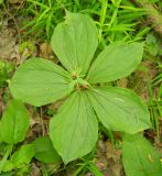 Paris quadrifolia