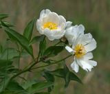 Paeonia lactiflora. Верхушка растения с цветками. Амурская обл., Хинганский заповедник, Антоновское лесничество, берег озера. 15.06.2012.