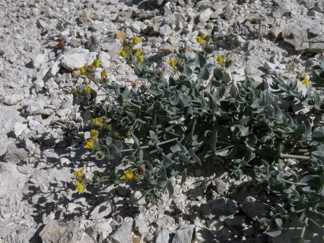 Изображение особи Linaria cretacea.