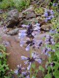 Nepeta bucharica