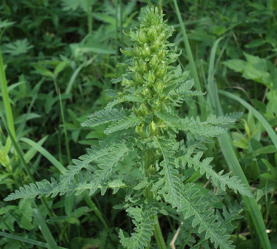 Изображение особи Pedicularis kaufmannii.