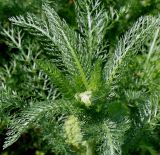 Achillea aspleniifolia