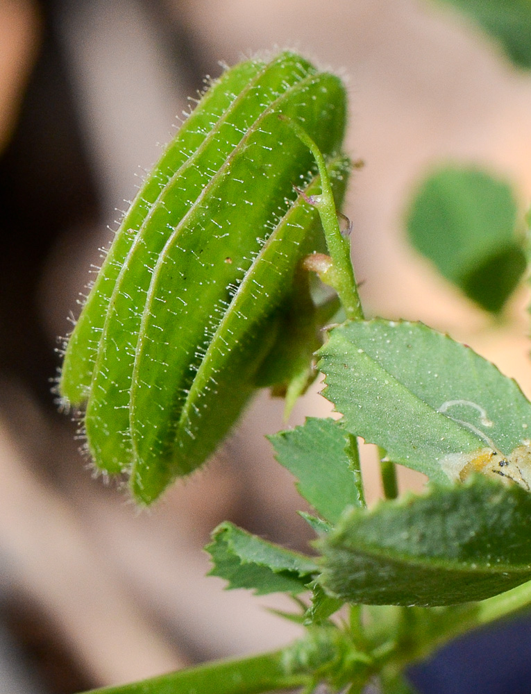 Image of Medicago orbicularis specimen.