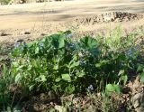 Brunnera sibirica