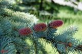 Picea pungens