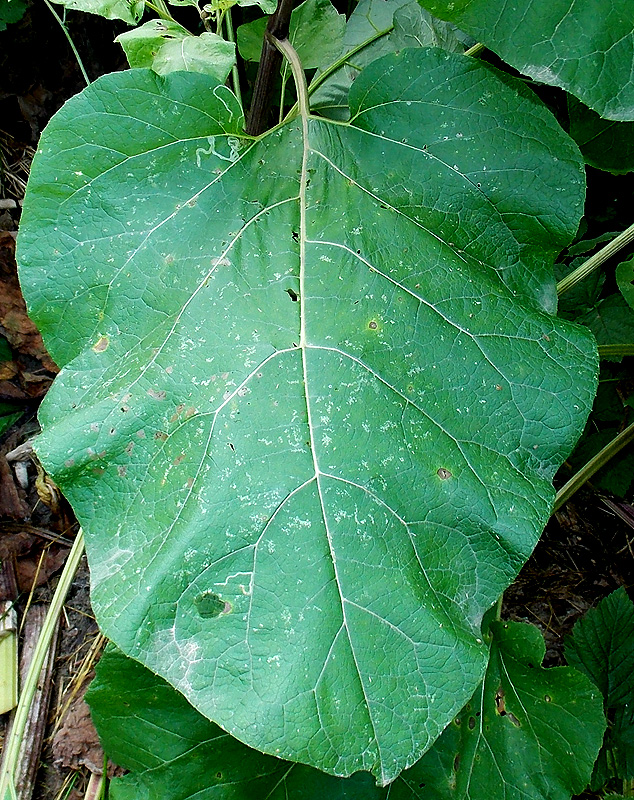 Изображение особи Arctium lappa.