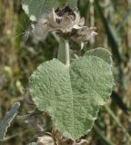 Alcea pallida