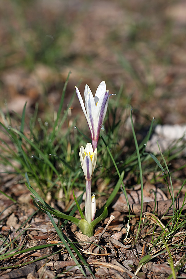 Изображение особи Colchicum kesselringii.