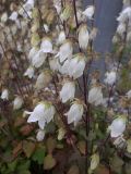 Campanula leskovii