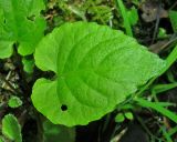 Viola selkirkii