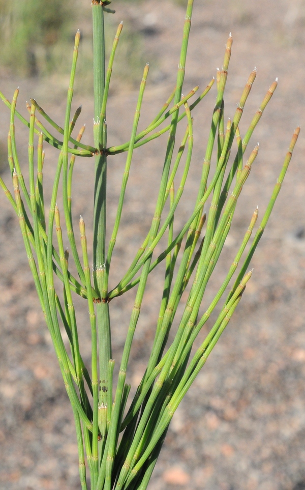 Изображение особи Equisetum ramosissimum.