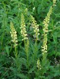 Pedicularis incarnata