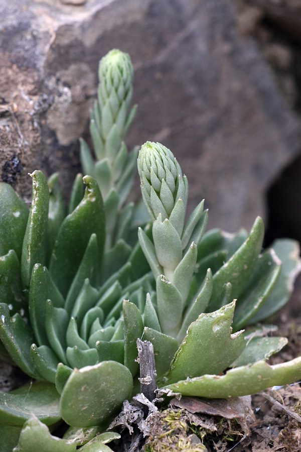 Изображение особи Rosularia subspicata.