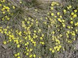 Potentilla acaulis