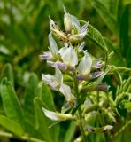 Glycyrrhiza glandulifera