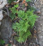 Cheilanthes glauca