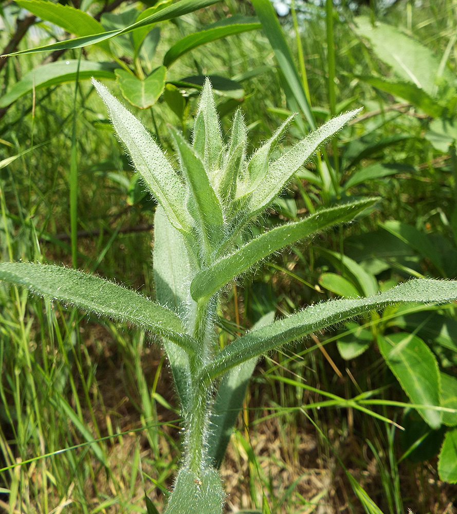 Image of Nonea rossica specimen.