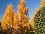 Larix sibirica