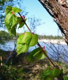 Tilia cordata. Ветвь с молодыми листьями. Чувашия, окрестности г. Шумерля, правый берег р. Сура выше Наватских песков. 4 мая 2008 г.