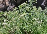 Galium hyrcanicum