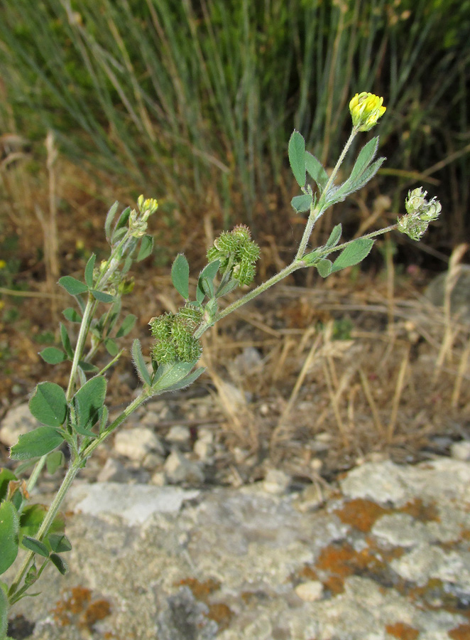 Изображение особи Medicago meyeri.