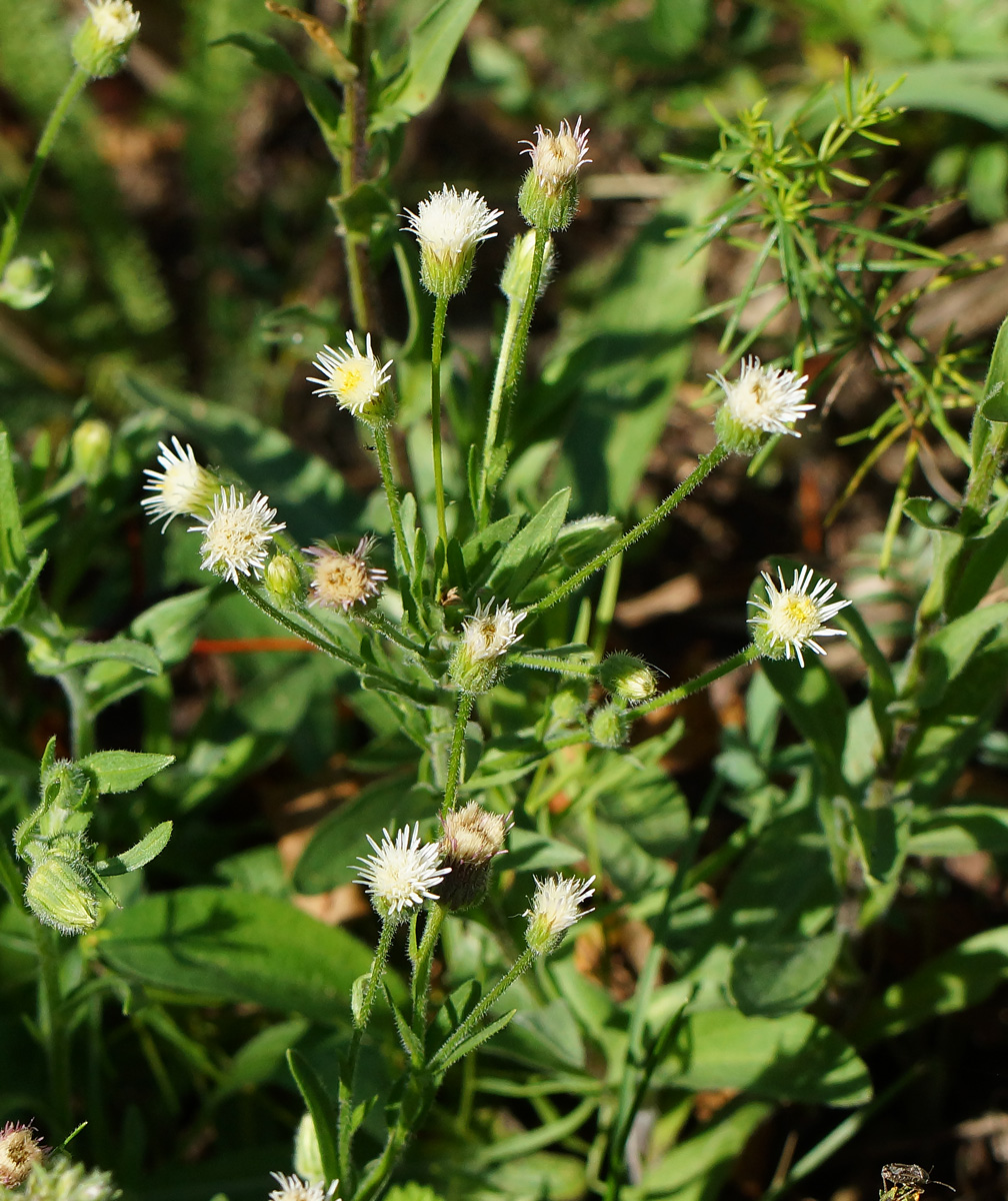 Изображение особи Erigeron acris.