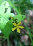 Hypericum montanum