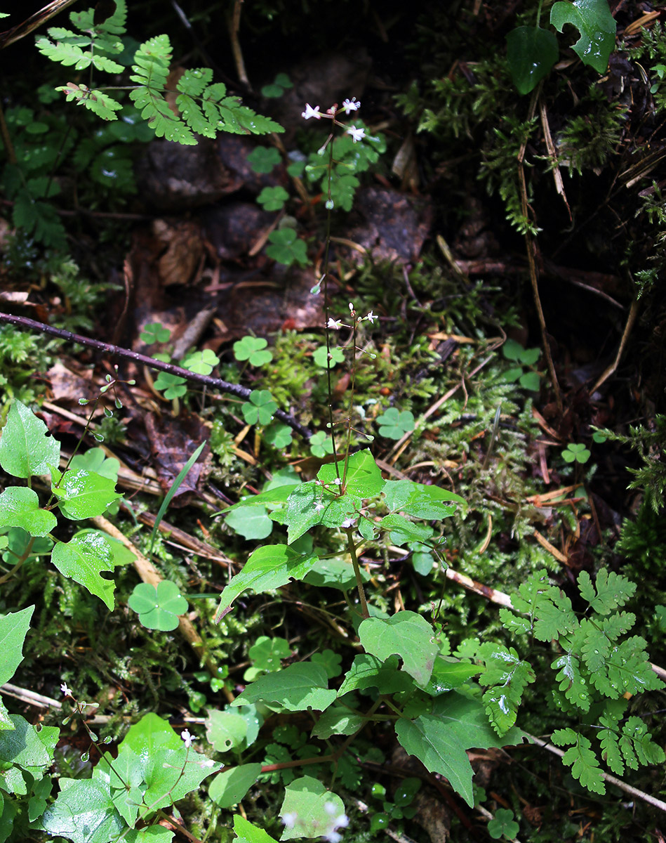 Image of Circaea alpina specimen.