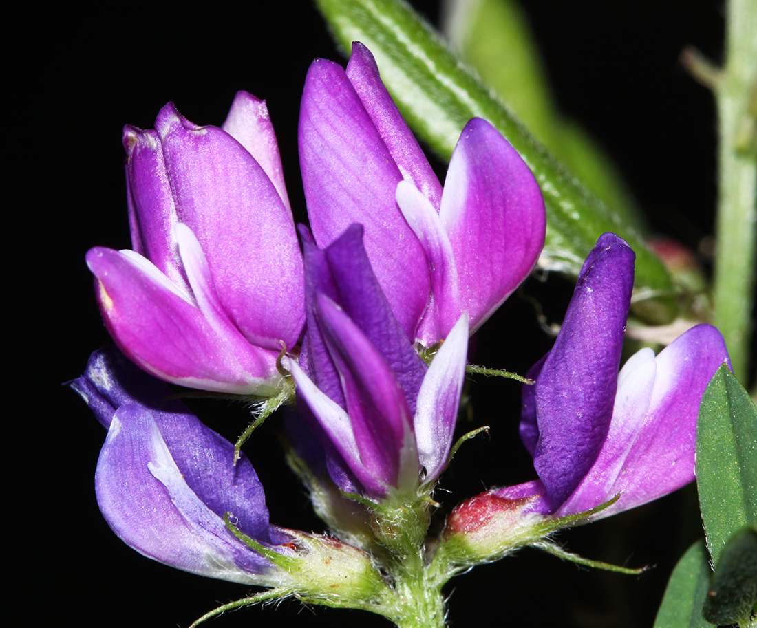 Изображение особи Astragalus davuricus.