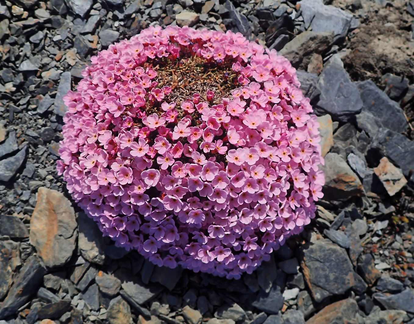 Изображение особи Douglasia ochotensis.