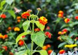 Lantana camara. Верхушка цветущего растения с кормящимся бражником-языканом (Macroglossum stellatarum). Крым, пос. Партенит, парк \"Айвазовское\". 23.09.2018.