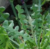 Limonium sinuatum