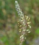 Plantago albicans