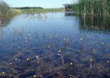 Utricularia vulgaris