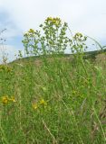 Hypericum perforatum. Цветущие растения. Дагестан, Табасаранский р-н, 5 км к северу от с. Дарваг, луг. 3 июня 2019 г.