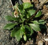 Draba hispida. Розетка прикорневых листьев. Карачаево-Черкесия, Карачаевский р-н, окр. пос. Домбай, ущелье р. Аманауз, каменистый склон. 28.08.2019.