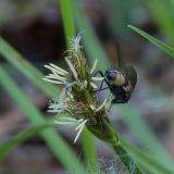 Carex leporina