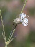 Oberna littoralis. Часть веточки с цветком. Ленинградская обл., Ломоносовский р-н, окр. Шепелёвского маяка; п-ов Каравалдай, берег Финского залива, каменистый приморский луг. 24.06.2020.