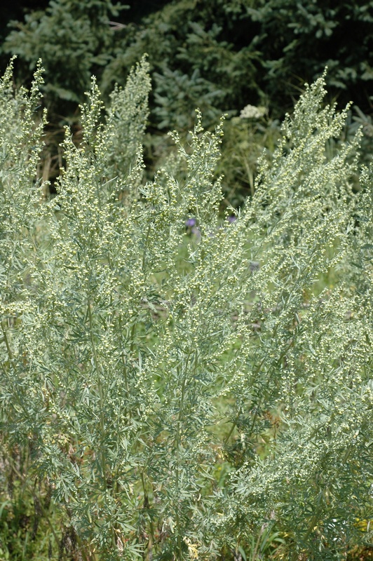 Изображение особи Artemisia absinthium.