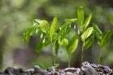 Polygonatum glaberrimum