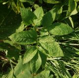 Chaerophyllum aromaticum