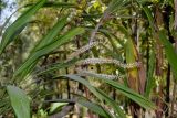 Cordyline petiolaris