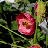 Abutilon &times; hybridum